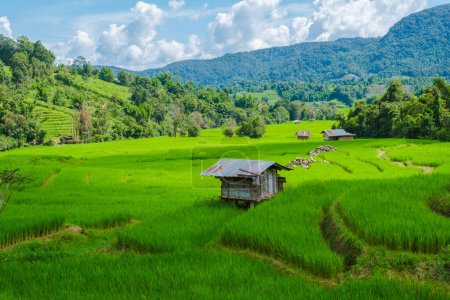 Foto de Campo de arroz en Chiangmai durante la temporada de lluvias verdes, Tailandia. Royal Project Khun Pae Norte de Tailandia - Imagen libre de derechos