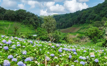 Foto de Hortensia hortensia flower field in Chiangmai during the green rain season, Thailand. Royal Project Khun Pae Norte de Tailandia - Imagen libre de derechos