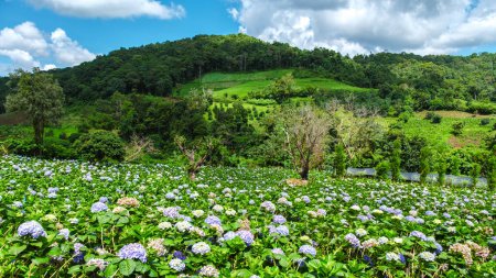 Photo for Hortensia hydrangea flower field in Chiangmai during the green rain season, Thailand. Royal Project Khun Pae Northern Thailand - Royalty Free Image