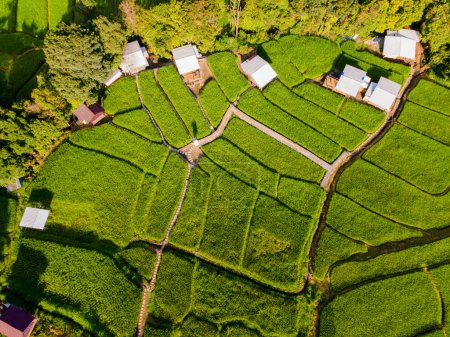 Foto de Terraced Rice Field en Chiangmai durante la temporada de lluvias verdes, Tailandia. Royal Project Khun Pae Northern Thailand. Pequeña estancia en la granja en el campo de arroz verde - Imagen libre de derechos