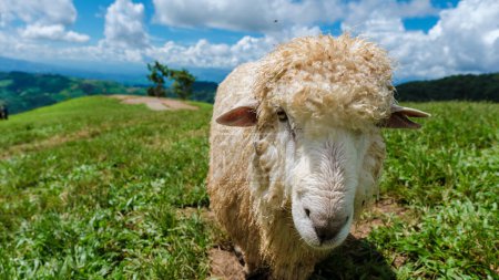 Téléchargez les photos : Un groupe de moutons et de béliers dans une ferme ovine à Chiang Rai Nord de la Thaïlande Doi Chang montagne - en image libre de droit