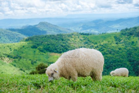 Photo for A group of sheep and lams at a sheep farm in Chiang Rai Northern Thailand Doi CHang mountain - Royalty Free Image