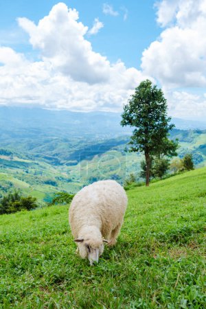 Photo for A group of sheep at a sheep farm in Chiang Rai Northern Thailand Doi CHang mountain green landscape - Royalty Free Image