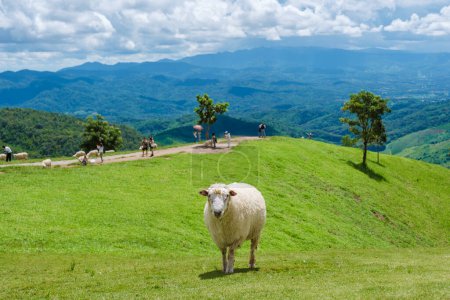 Téléchargez les photos : Un groupe de moutons dans une ferme de moutons à Chiang Rai Nord de la Thaïlande Doi CHang paysage vert de montagne - en image libre de droit