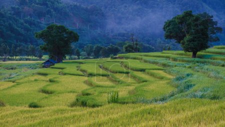 Foto de Arrozal de arroz en Sapan Bo Kluea Nan Tailandia, un valle verde con campos de arroz verde y montañas - Imagen libre de derechos
