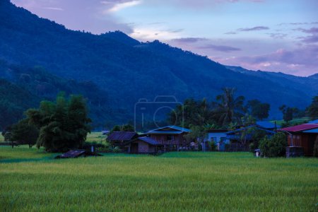 Foto de Arrozal de arroz en el pueblo de Sapan Bo Kluea Nan Tailandia, un valle verde con campos de arroz verde y montañas al atardecer - Imagen libre de derechos