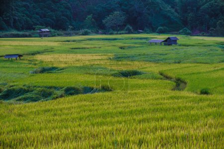 Foto de Campo de arroz amarillo dorado verde en Sapan Bo Kluea Nan Tailandia, un valle verde con campos de arroz verde y montañas - Imagen libre de derechos