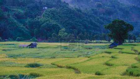 Foto de Arrozal de arroz en Sapan Bo Kluea Nan Tailandia, un valle verde con campos de arroz verde y montañas - Imagen libre de derechos