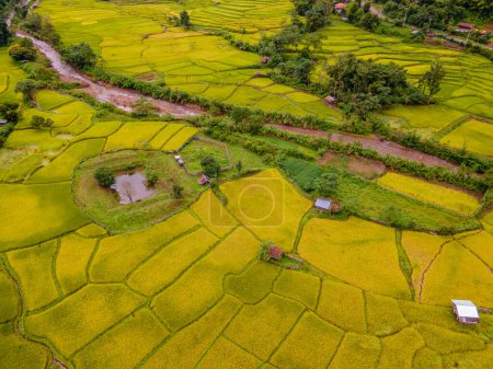 Foto de Amarillo verde arroz dorado arrozales terrazas en Sapan Bo Kluea Nan Tailandia, un valle verde con campos de arroz verde y montañas - Imagen libre de derechos