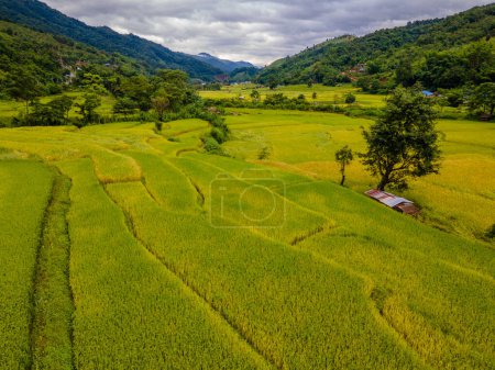 Foto de Amarillo verde arroz dorado arrozales terrazas en Sapan Bo Kluea Nan Tailandia, un valle verde con campos de arroz verde y montañas en Tailandia - Imagen libre de derechos