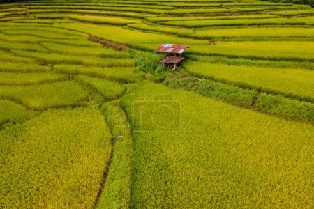 Foto de Amarillo arroz verde arrozales terrazas en Sapan Bo Kluea Nan Tailandia, un valle verde con campos de arroz verde y montañas - Imagen libre de derechos