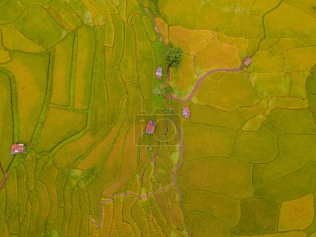 Foto de Amarillo verde arroz dorado arrozales terrazas en Sapan Bo Kluea Nan Tailandia, un valle verde con campos de arroz verde y montañas en Tailandia, vista aérea de drones sobre campos de arroz - Imagen libre de derechos