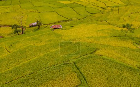 Téléchargez les photos : Rizière terrasses de rizières à Sapan Bo Kluea Nan Thaïlande, une vallée verdoyante avec des rizières vertes et des montagnes en Thaïlande - en image libre de droit