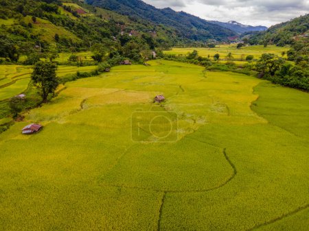 Téléchargez les photos : Jaune vert doré rizière rizières terrasses à Sapan Bo Kluea Nan Thaïlande, une vallée verte avec des rizières vertes et des montagnes en Thaïlande, vue aérienne de drone au-dessus des rizières - en image libre de droit