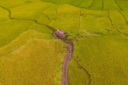 Foto de Vista superior desde el dron en las terrazas de un arrozal de arroz dorado verde amarillo en Sapan Bo Kluea Nan Tailandia, un valle verde con campos de arroz verde y montañas - Imagen libre de derechos