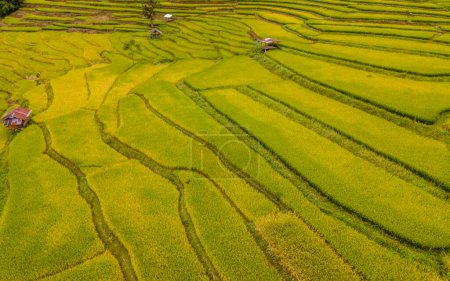 Foto de Amarillo verde arroz dorado arrozales terrazas en Sapan Bo Kluea Nan Tailandia - Imagen libre de derechos