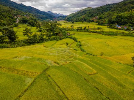 Téléchargez les photos : Jaune vert doré rizières terrasses de rizières à Sapan Bo Kluea Nan Thaïlande, une vallée verte avec des rizières vertes et des montagnes le matin - en image libre de droit