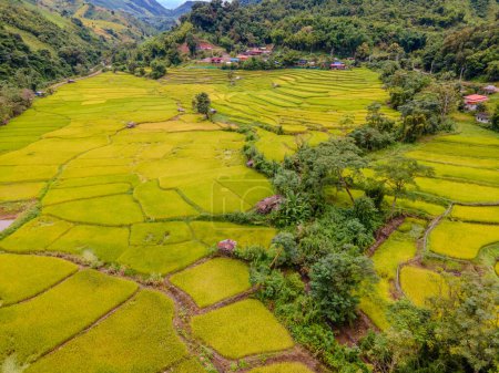 Foto de Amarillo verde arroz dorado arrozales terrazas en Sapan Bo Kluea Nan Tailandia, un valle verde con campos de arroz verde y montañas por la mañana - Imagen libre de derechos