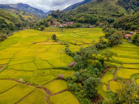Foto de Amarillo verde arroz dorado arrozales terrazas en Sapan Bo Kluea Nan Tailandia, un valle verde con campos de arroz verde y montañas. Terraced rice field en Tailandia - Imagen libre de derechos