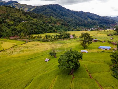 Téléchargez les photos : Jaune vert doré rizière rizières terrasses à Sapan Bo Kluea Nan Thaïlande, une vallée verte avec des rizières vertes et des montagnes par une journée nuageuse - en image libre de droit
