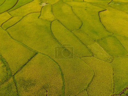 Foto de Terrazas de arrozales de arroz dorado en Sapan Bo Kluea Nan Tailandia, un valle verde con campos de arroz verde y montañas - Imagen libre de derechos