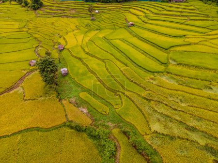 Foto de Amarillo verde arroz dorado arrozales terrazas en Sapan Bo Kluea Nan Tailandia, un valle verde con campos de arroz verde y montañas por la mañana - Imagen libre de derechos