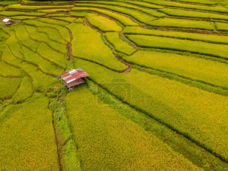 Foto de Amarillo verde arroz dorado arrozales terrazas en Sapan Bo Kluea Nan Tailandia, un valle verde con campos de arroz verde y montañas durante la temporada de lluvias - Imagen libre de derechos