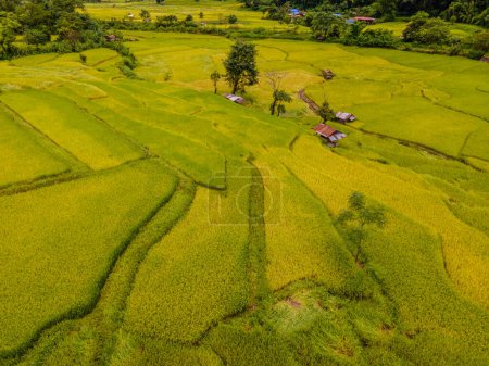 Foto de Amarillo verde arroz dorado arrozales terrazas en Sapan Bo Kluea Nan Tailandia, un valle verde con campos de arroz verde y montañas con granjas - Imagen libre de derechos