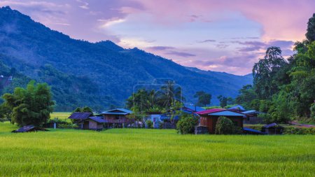 Foto de Arrozal de arroz en el pueblo de Sapan Bo Kluea Nan Tailandia, un valle verde con campos de arroz verde y montañas al atardecer - Imagen libre de derechos