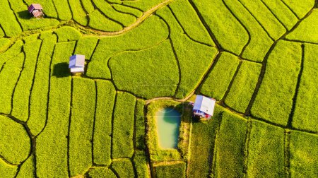 Téléchargez les photos : Terrain de riz en terrasses à Chiangmai pendant la saison des pluies vertes, Thaïlande. Projet royal Khun Pae Nord de la Thaïlande. Vue du dessus d'un drone dans une rizière verte avec petites exploitations - en image libre de droit