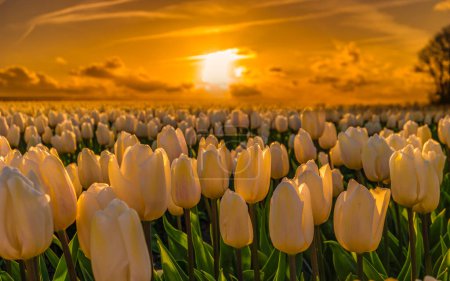Téléchargez les photos : Champ de tulipes colorées aux Pays-Bas dans la région des bulbes de fleurs au coucher du soleil, tulipes blanches au coucher du soleil dans le polder Noordoostpolder aux Pays-Bas - en image libre de droit