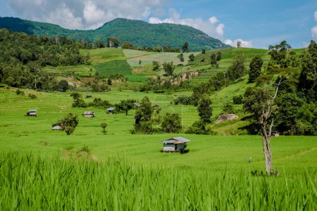 Téléchargez les photos : Un champ de riz en terrasses à Chiangmai pendant la saison des pluies vertes, Thaïlande. Projet royal Khun Pae Vallée nord de la Thaïlande - en image libre de droit