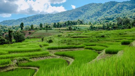 Foto de Terraced Rice Field en Chiangmai durante la temporada de lluvias verdes, Tailandia. Royal Project Khun Pae Valle del norte de Tailandia con montañas en el fondo - Imagen libre de derechos