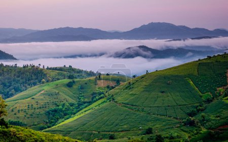 Téléchargez les photos : Coucher de soleil dans les montagnes avec rizières en terrasses vertes à Chiangmai, Thaïlande, terrasses de riz Pa Pong Piang, rizières vertes pendant la saison des pluies - en image libre de droit