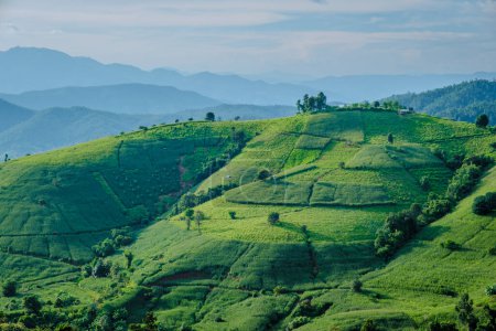 Téléchargez les photos : Coucher de soleil dans les montagnes avec des champs de riz en terrasses verdoyantes à Chiangmai, Thaïlande, terrasses de riz Pa Pong Piang, rizières vertes pendant la saison des pluies - en image libre de droit