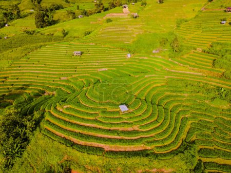 Foto de Puesta de sol en las montañas con verdes campos de arroz en terrazas en Chiangmai, Tailandia, terrazas de arroz Pa Pong Piang, arrozales de arroz verde durante la temporada de lluvias - Imagen libre de derechos