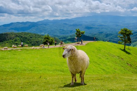 Téléchargez les photos : S'élève dans une ferme ovine à Chiang Rai Nord de la Thaïlande Doi Chang montagne - en image libre de droit