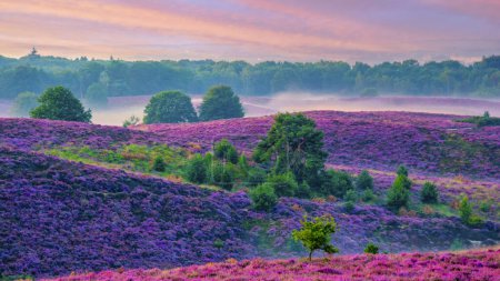 Téléchargez les photos : Parc national de la Posbank Veluwezoom, champs de bruyère en fleurs pendant le lever du soleil au Veluwe aux Pays-Bas, collines violettes de la Posbank Pays-Bas - en image libre de droit