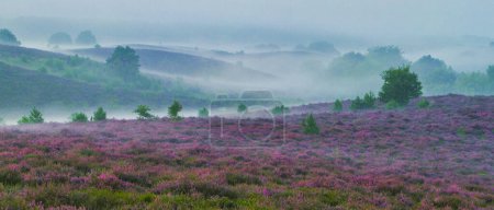 Téléchargez les photos : Parc national de Posbank Veluwezoom, champs de bruyère en fleurs pendant le lever du soleil au Veluwe aux Pays-Bas, collines violettes des Pays-Bas Posbank avec brume un brouillard - en image libre de droit