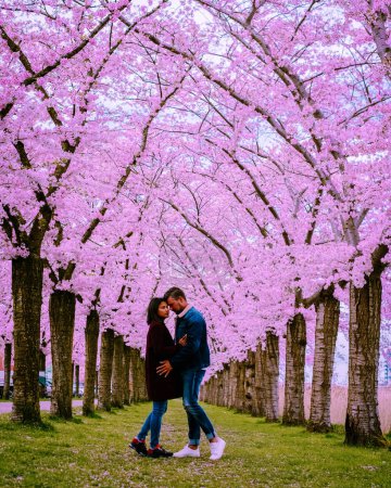 Photo for Sakura Cherry Blossoming Alley. Wonderful scenic park with rows of blooming cherry sakura trees and green lawn in spring, Netherlands. Pink flowers of the cherry tree. couple of man and woman mid age - Royalty Free Image