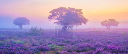 Photo for Zuiderheide National Park Veluwe at sunrise, purple pink heather in bloom during a foggy sunrise, blooming heater on the Veluwe by Laren Hilversum Netherlands, blooming heather fields - Royalty Free Image