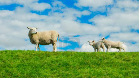 Téléchargez les photos : Agneaux et moutons sur la digue hollandaise près du lac IJsselmeer, vue sur le printemps, Pays-Bas Moutons dans une prairie sur herbe verte. Pays-Bas Noordoospolder - en image libre de droit