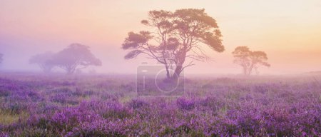 Foto de Parque Nacional Zuiderheide Veluwe, brezo rosa púrpura en flor durante un amanecer brumoso, calentador en flor en los Países Bajos Veluwe - Imagen libre de derechos