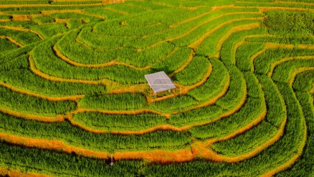 Foto de Terraced Rice Field in Chiangmai, Thailand, Pa Pong Piang rice terraces, green rice paddy fields during rain season, drone aerial view at a rice field with a small farm in the mountains - Imagen libre de derechos