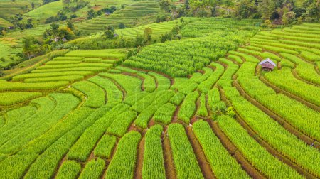 Téléchargez les photos : Terrain de riz mitoyen à Chiangmai, Thaïlande, Terrasses de riz Pa Pong Piang, rizières vertes pendant la saison des pluies dans le nord de la Thaïlande pendant le coucher du soleil - en image libre de droit