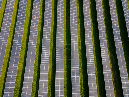 Foto de Campo de paneles solares de energía solar en Tailandia al atardecer, generadores de energía del sistema de paneles solares del sol. Transición energética en Chonburi Tailandia - Imagen libre de derechos
