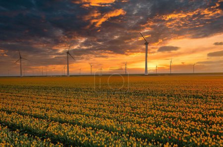 Photo for Windmill Park at sunset with tulip flower field in the Netherlands Europe at sunset - Royalty Free Image