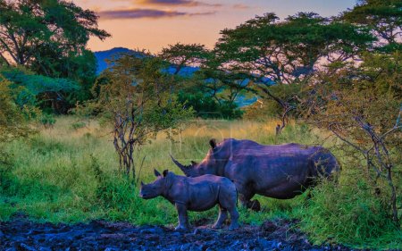 Photo for White Rhino in the bush in South Africa near Kruger National Park at sunset, White rhinoceros, Wild African White Rhino, South Africa - Royalty Free Image