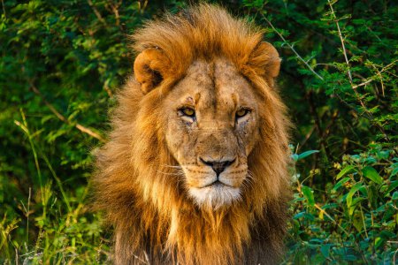 Téléchargez les photos : Gros plan d'un lion d'Afrique lors d'un safari dans le parc national Kruger en Afrique du Sud. gros plan de Lions regardant dans la caméra lors d'un safari de lecteur de jeu - en image libre de droit