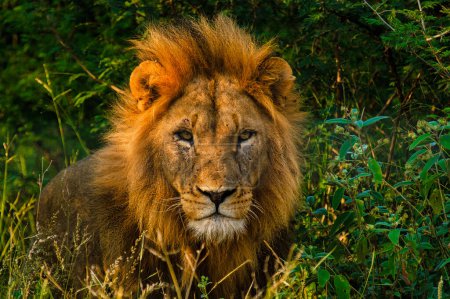 Téléchargez les photos : Gros plan d'un lion d'Afrique lors d'un safari dans le parc national Kruger en Afrique du Sud. gros plan d'un lion mâle regardant dans la caméra - en image libre de droit